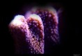 /album/galerie-de-photos/macro7-jpg/