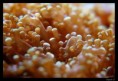 /album/galerie-de-photos/macro8-jpg/