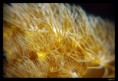/album/galerie-de-photos/macro9-jpg/