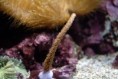 /album/coraux-mous/corauxmous10-jpg/