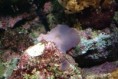 /album/coraux-mous/corauxmous11-jpg/